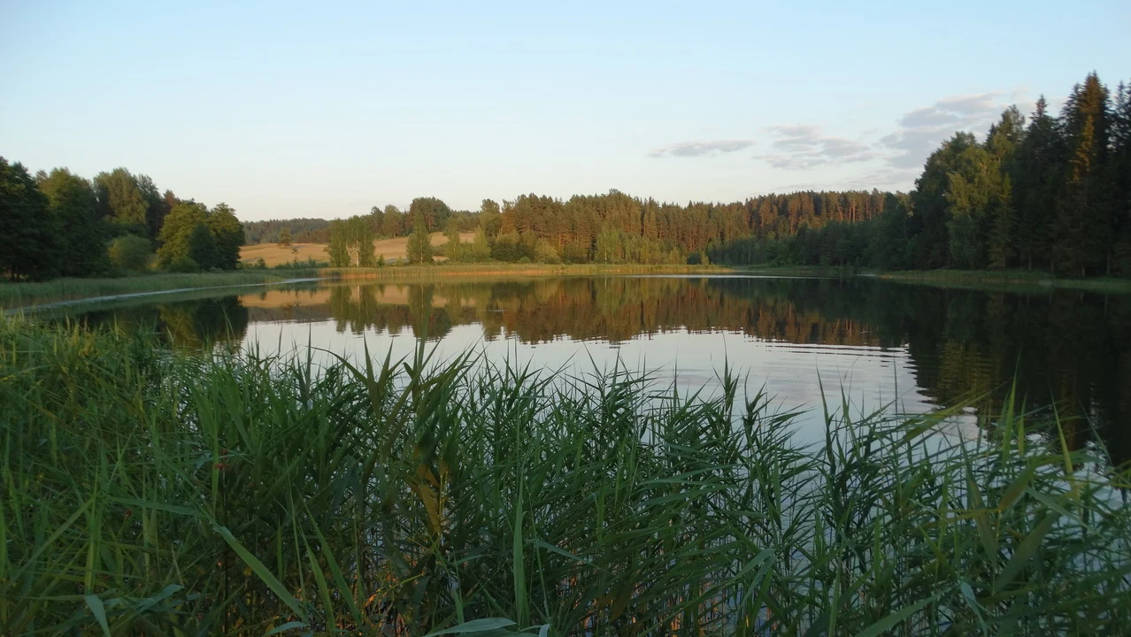 Riflessi dell'acqua tra canneti e boschi lungo un lago baltico.