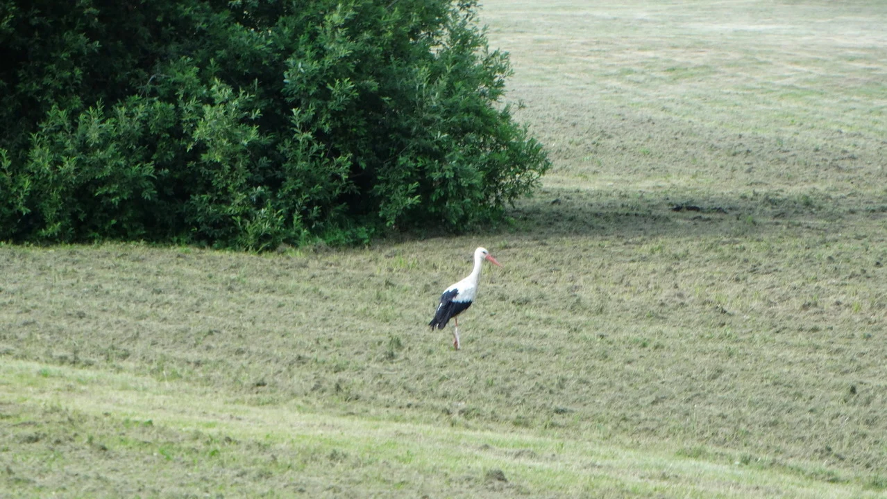 Una cicogna cammina attraverso un campo erboso con alberi sullo sfondo.
