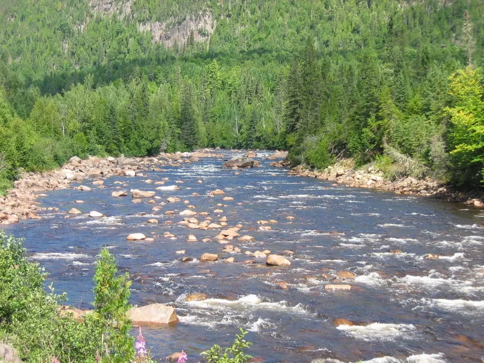 Un fiume roccioso scorre attraverso una foresta rigogliosa.