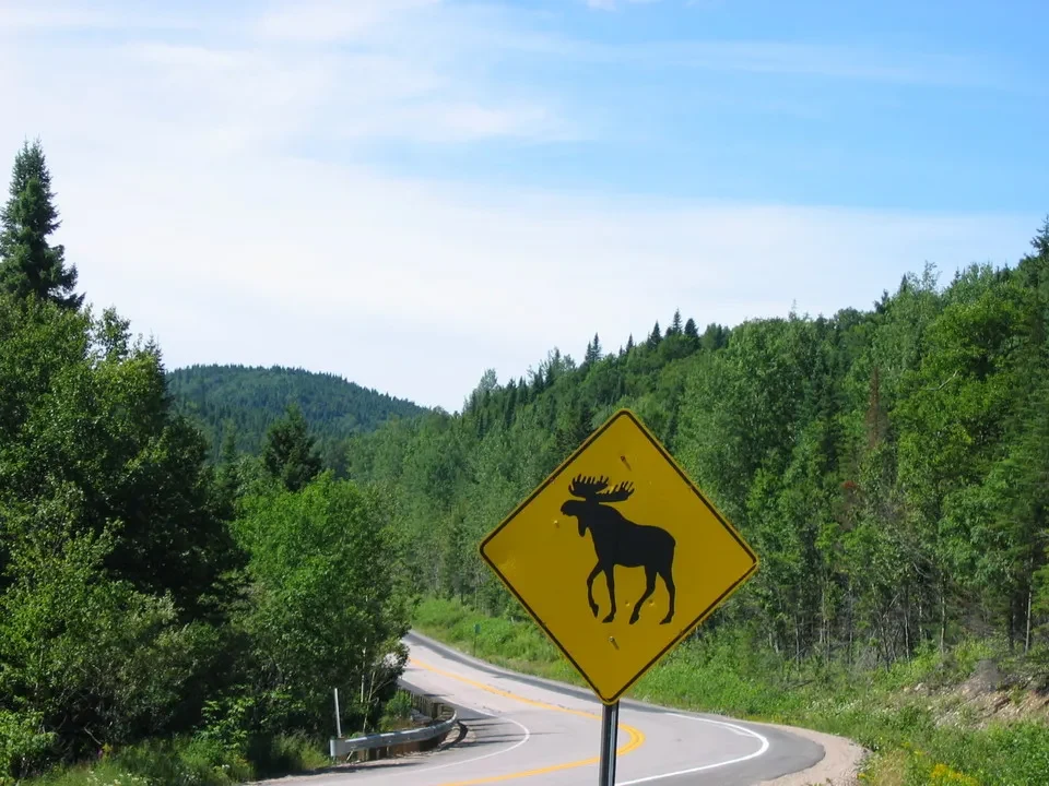 Un cervo attraversa una strada di montagna in Canada orientale.