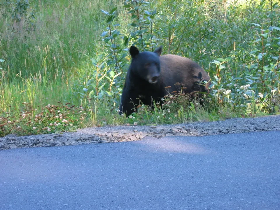 Un orso nero si nasconde tra la vegetazione lungo il bordo di una strada rurale.
