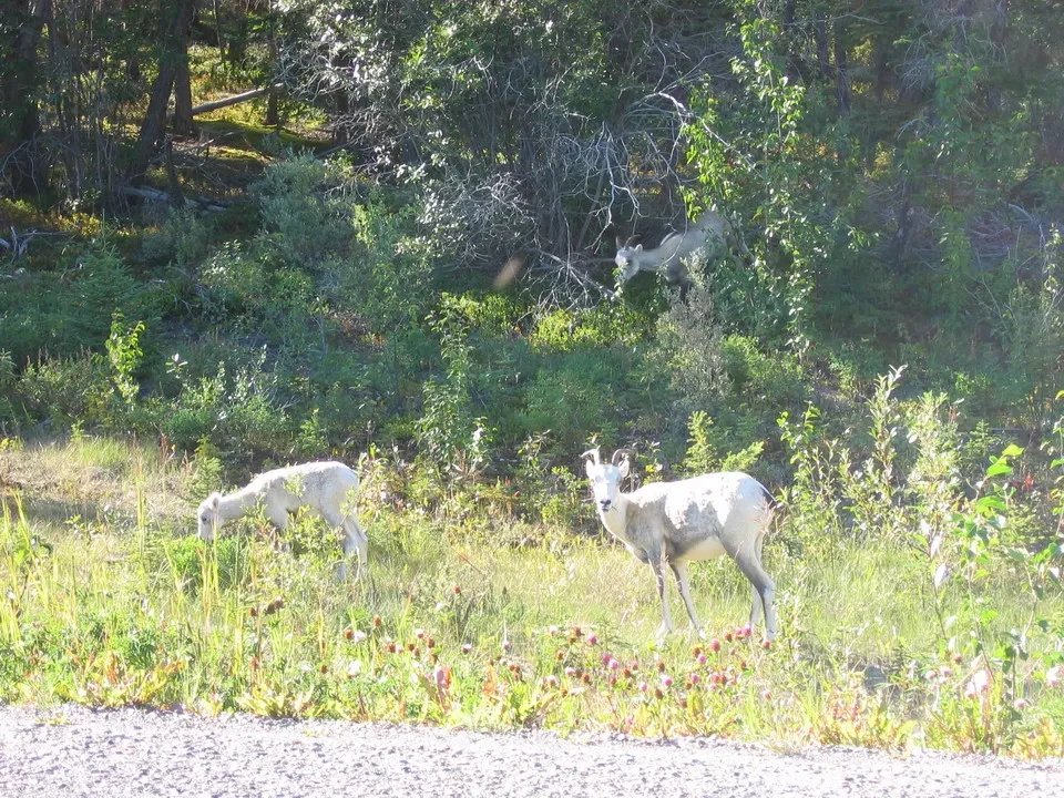 Cani bianchi pascolano lungo la strada in una zona boscosa del Canada Occidentale.