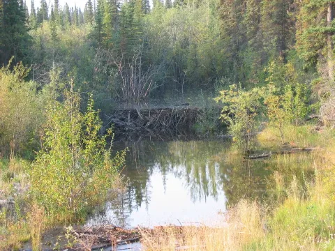 Kluane N.P.