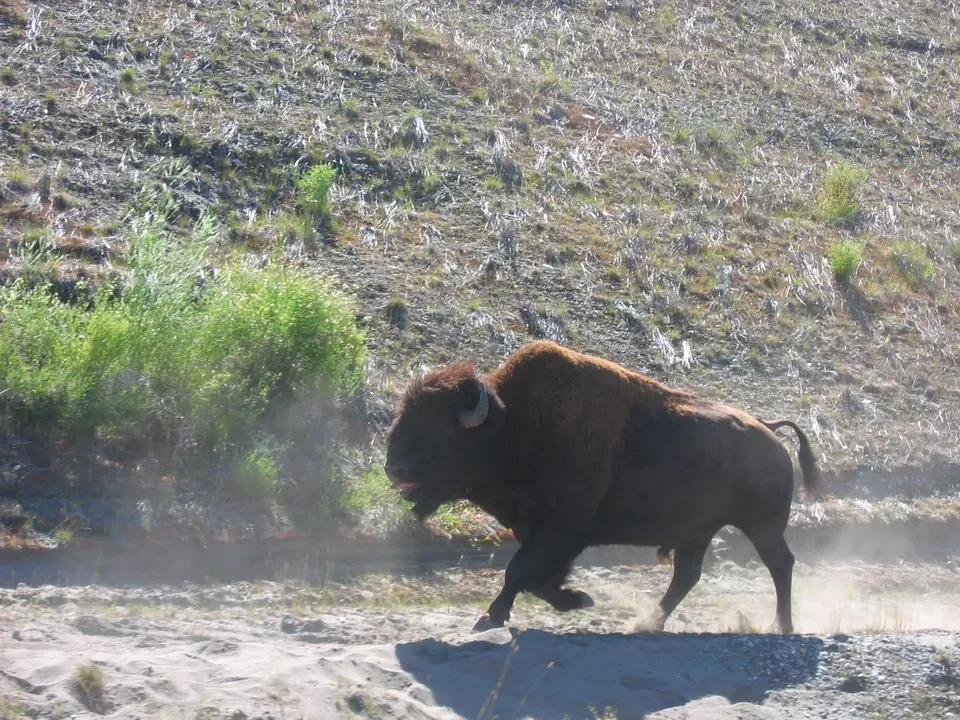 Un bisonte marrone attraversa un paesaggio secco e erboso.