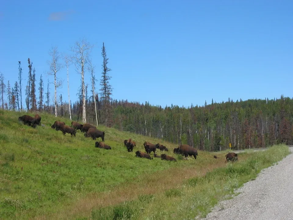 Bisonti pascolano su un pendio erboso lungo una strada sterrata in Canada Occidentale.