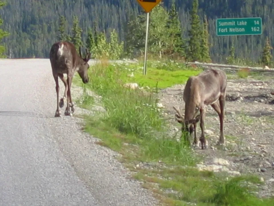 Due cervi stanno pascolando lungo la strada in un paesaggio montano.