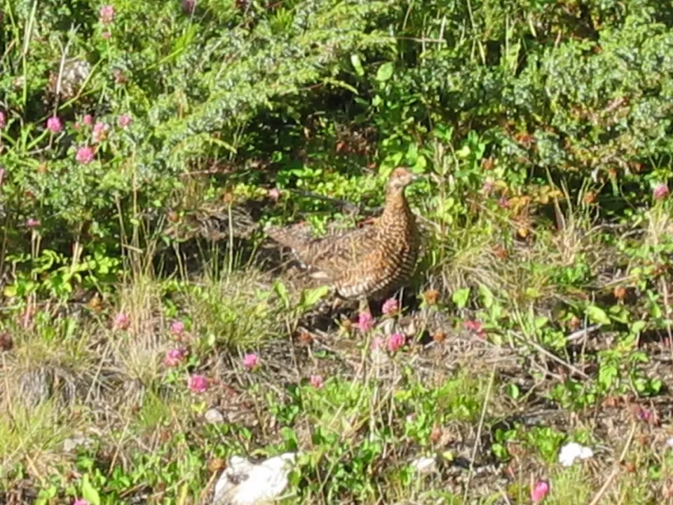 Un uccello si trova tra arbusti verdi e vegetazione bassa.