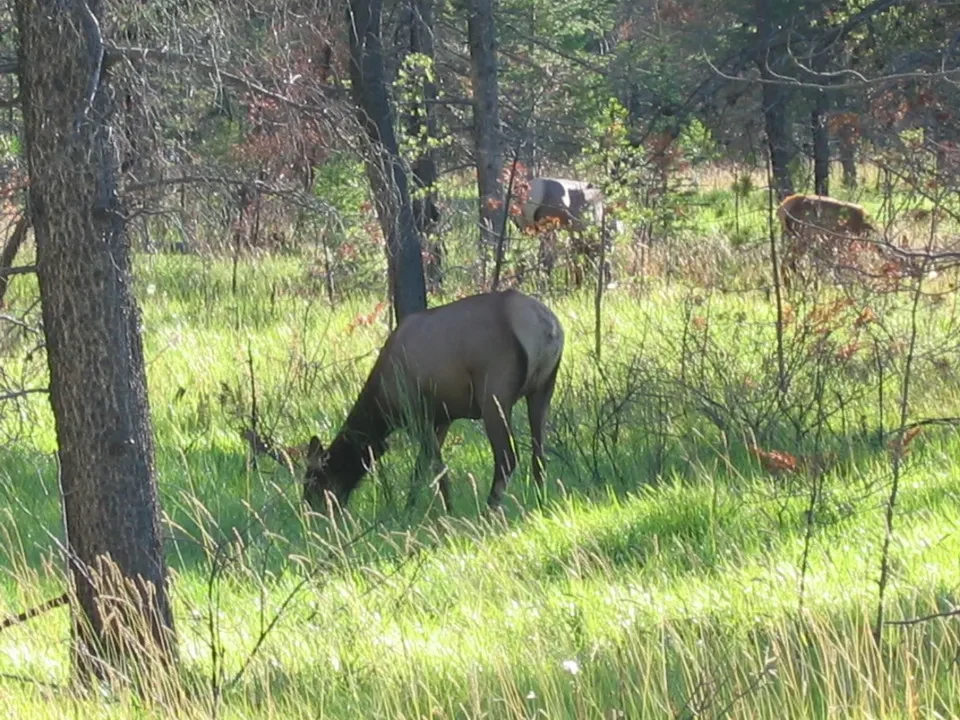 Un wapiti si nutre nell'erba verde di una foresta canadese.