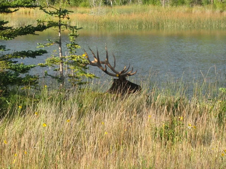 Un maschio di alce si trova tra l'erba alta vicino all'acqua.
