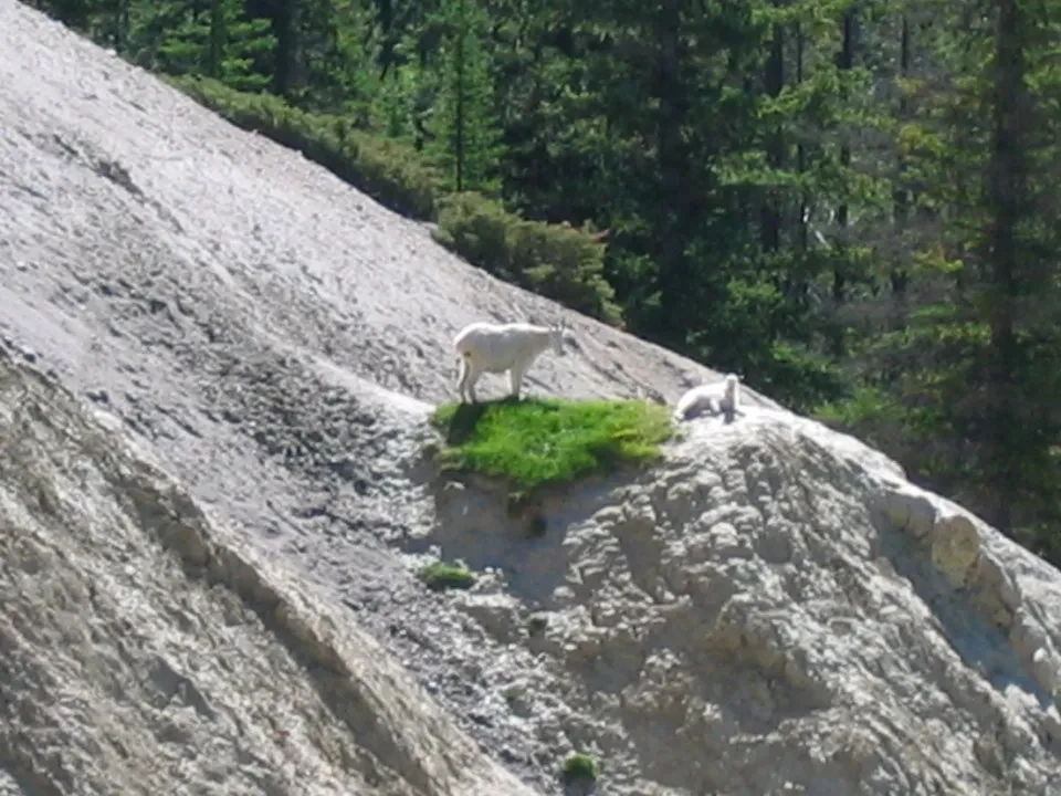 Due pecore bianche pascolano su una ripida collina rocciosa e verde.