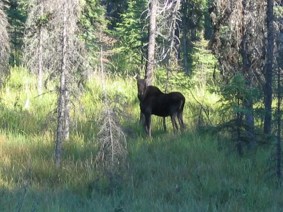 Un alce si nutre nel sottobosco boschivo di una zona montana canadese.