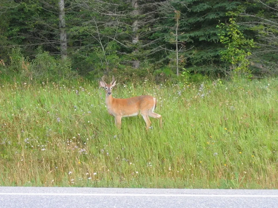 Kootenay N.P