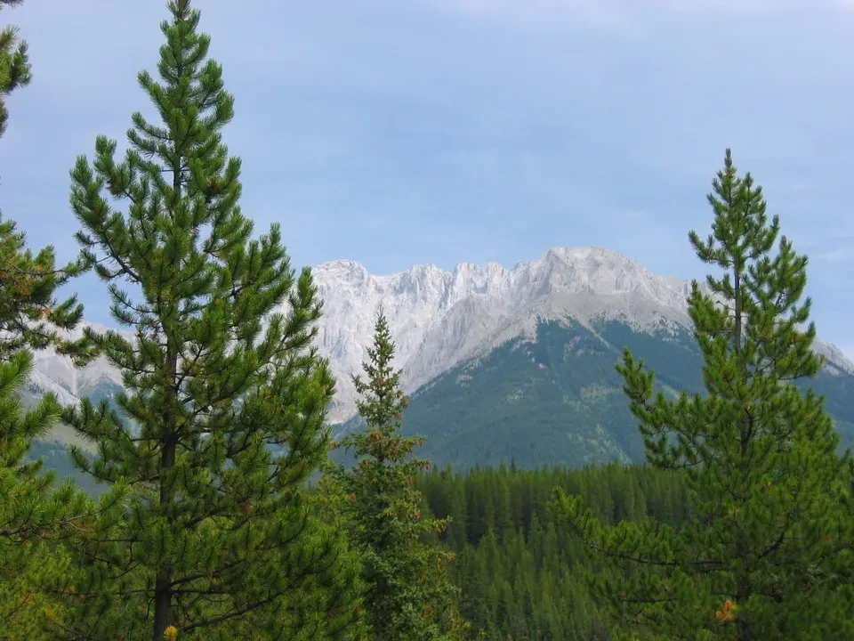 Foresta di pini e montagne innevate al mattino.